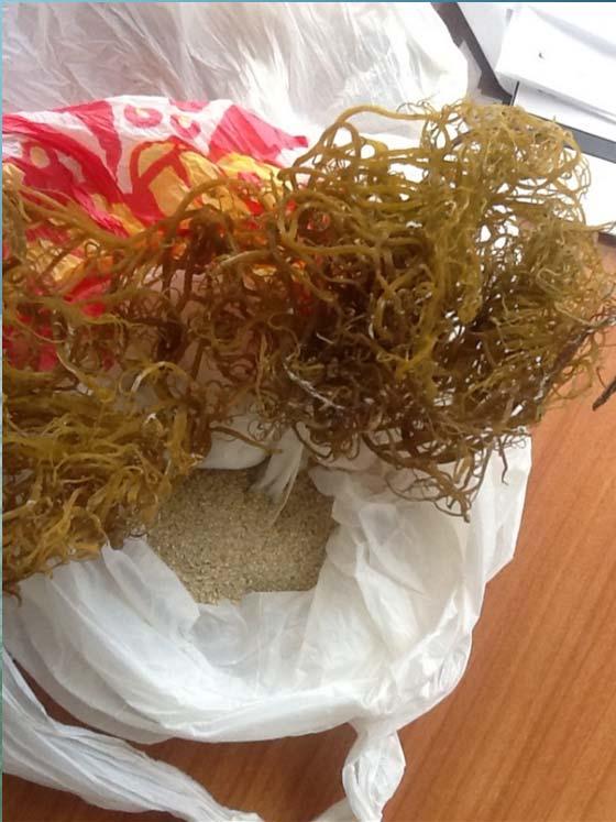 the seaweed is dried and ground