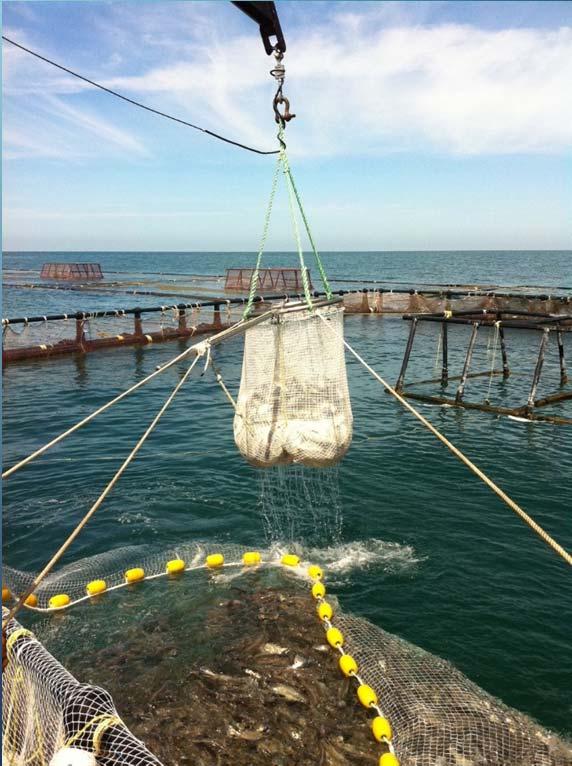 Harvesting Fish are transferred from the grow out nets to the harvest cage (4km off shore) that