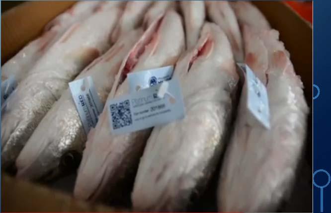 Processing Fish are transferred from harvesting to processing plant in slurry ice at
