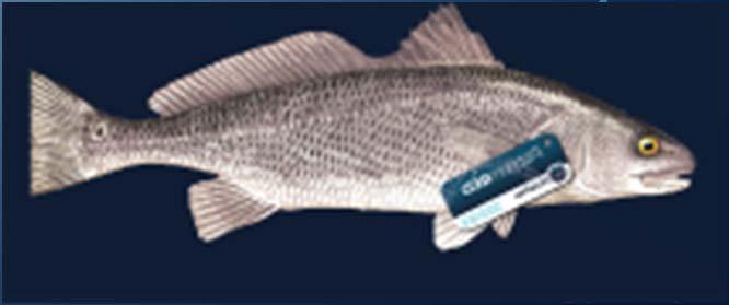 Traceability Maya Fish has made traceability of the fish an important factor of marketing. Each fish is tagged with a number and a QR code which can be checked on the Maya Fish website.