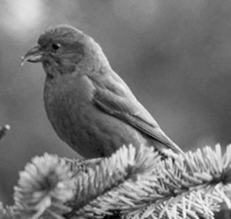 3 The photograph shows a Crossbill. A Crossbill feeds by using its bill (beak) to force apart the scales on conifer cones. It then uses its tongue to extract the seeds.