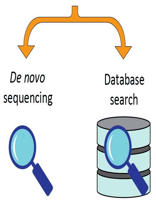 4. Homology Search Problem Database search Incomplete database Database errors De novo sequencing Ambiguity of de novo
