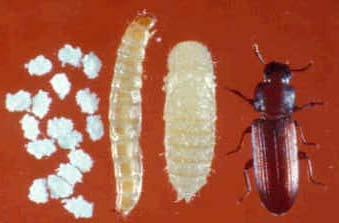 Old larvae 7000 Adults LT 99 (minutes) 6000 5000 4000 3000 2000 Pupae 500 400 300 200 100 Red flour beetle Young larvae are heat