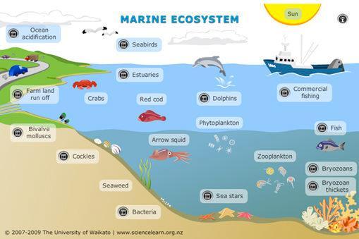 MARINE = OCEANS UNDERSTAND THE OCEAN ACTUALLY HAS MANY DIFFERENT LAYERS