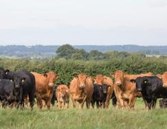 Opportunities for Producers from GEBVs GEBVs for the Carcase and Female Fertility traits are only available for Limousin-bred cattle.
