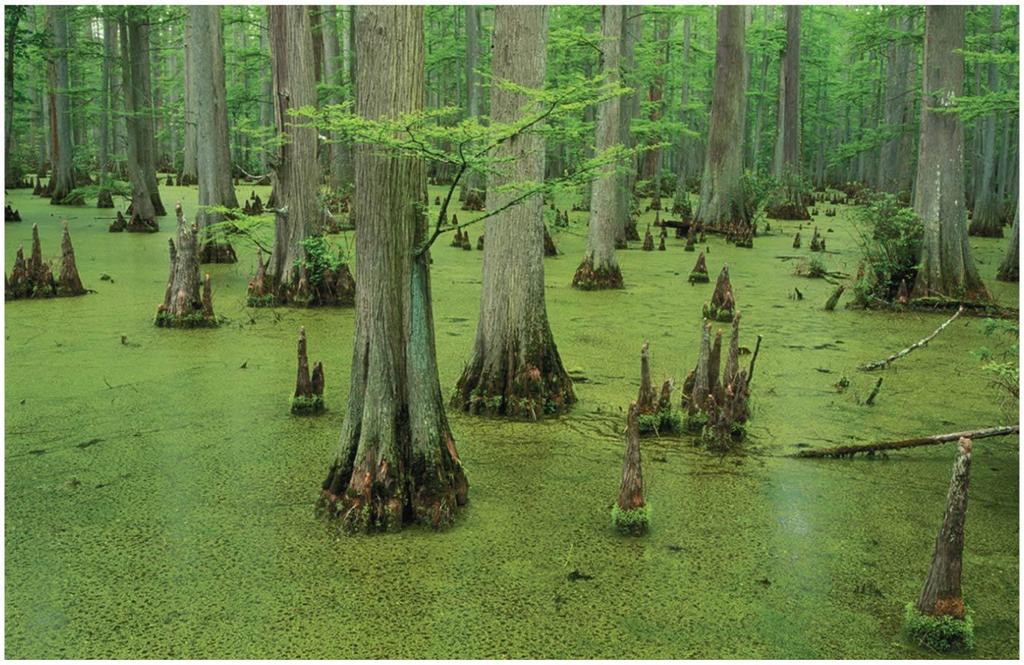 STANDING SURFACE WATER WETLANDS CAN OCCUR IN THE FORM OF FRESHWATER MARSHES, SWAMPS, BOGS, OR VERNAL POOLS WET LAND = LAND THAT IS