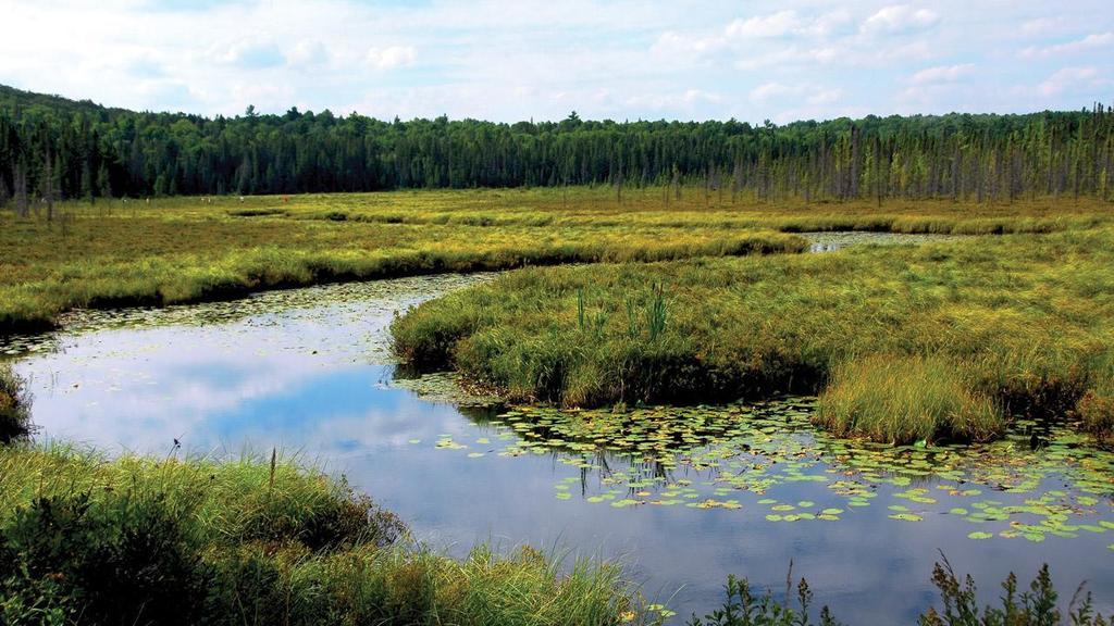 HUMAN EFFECTS ON WETLANDS HUMANS DRAIN WETLANDS FOR AGRICULTURAL LAND CANADA AND US