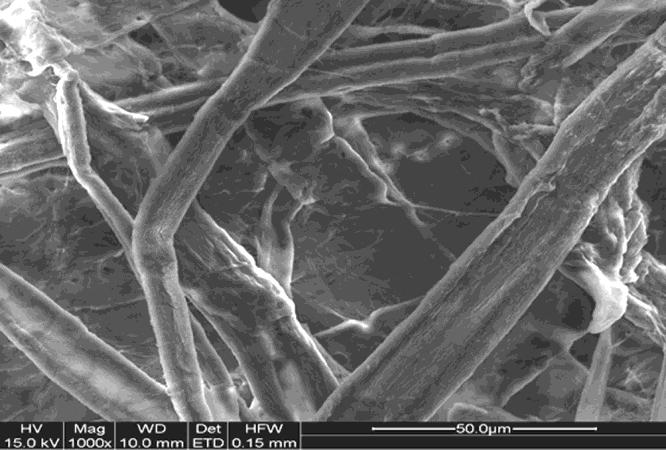 Effect of enzymes on fibre surface Scanning electron microscope (SEM) micrographs of enzyme treated and untreated mixed hardwood pulps were taken to analyze the effect of enzymes on the surface of