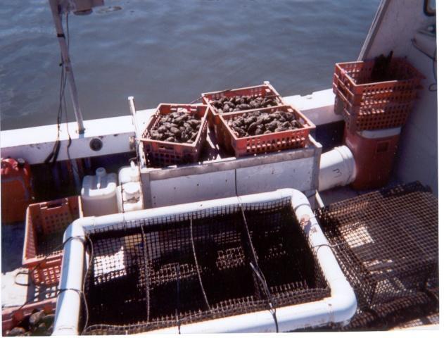 Depth (cm) Depth (cm) Low flow, shallow water turbid system. Large changes in P, Fe, S chemistry, loss of benthic animals.