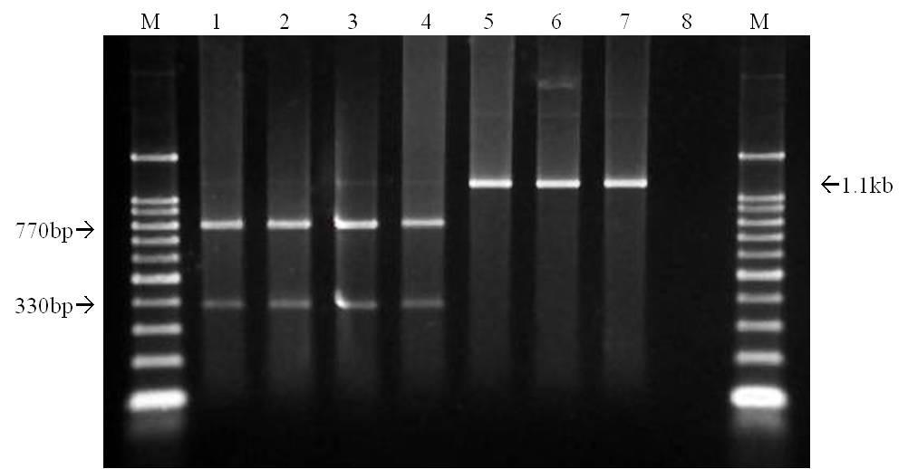 Meloidogyne floridensis: Smith et al. 141 Fig. 2. Restriction enzyme profiles of the mitochondrial DNA products generated from single juveniles of each nematode species digested with Hinf I.