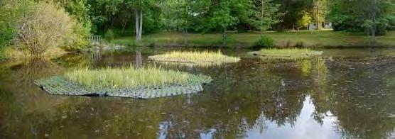 Floating wetlands uncertainty Plant