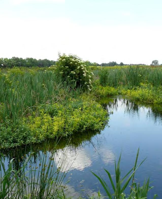 Treatment technologies Sediment basins Filter Strips Vegetative buffers Vegetative waterways