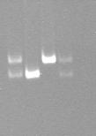 Experimental Validation of Variants (heterozygous indels) Presence of indels was validated by using PCR: 19 non-genic heterozygous indels, length 1-16 bp 3 Coriell DNA samples and HuRef were analyzed