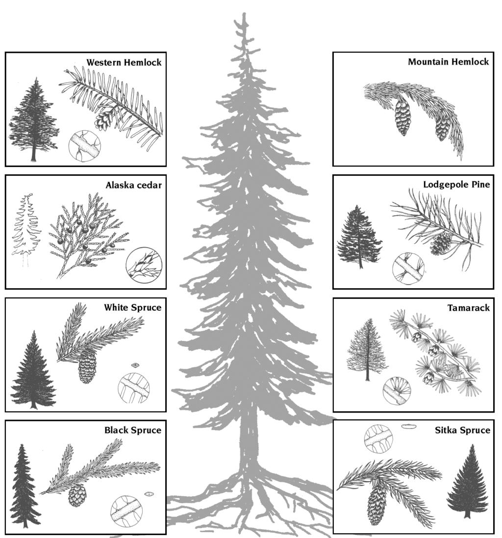 ALASKA S CONIFER TREES Look at the leaves. If the leaves look like needles or scales just picture a Christmas tree the tree is a conifer, gymnosperm, or softwood.