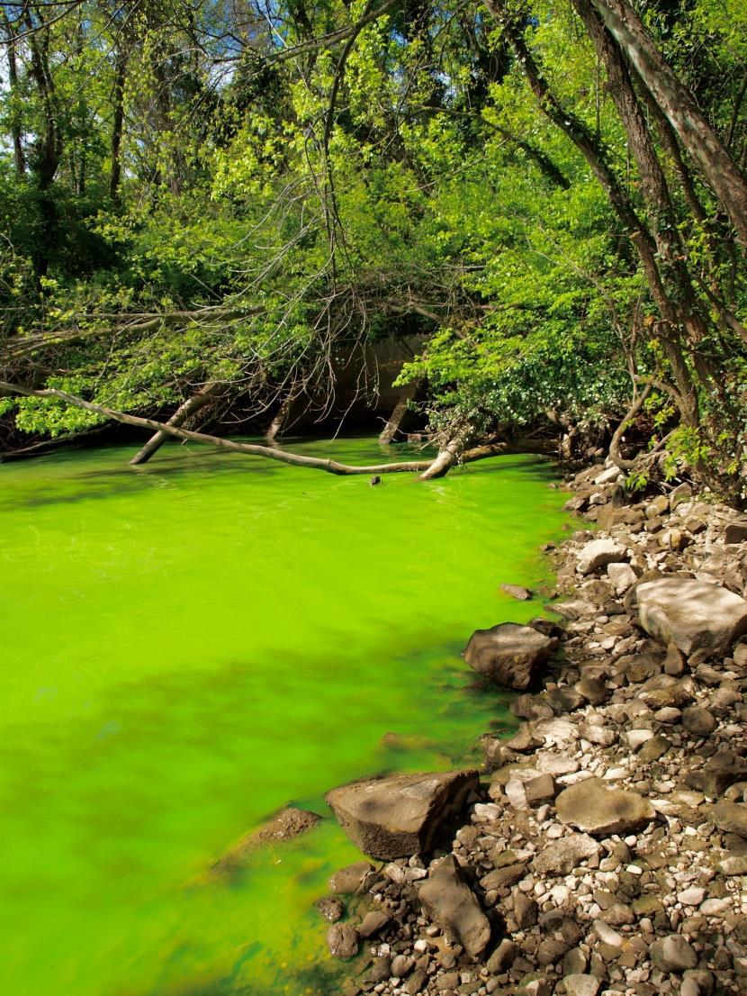 As the plant and algae populations explode, they use up large amounts of