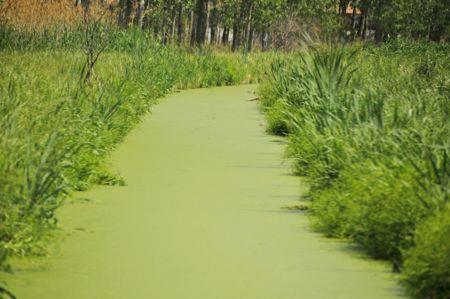 See the Phosphate slides about Eutrophication, both natural and cultural How does eutrophication actually lower oxygen levels when it is common knowledge algae produce oxygen?