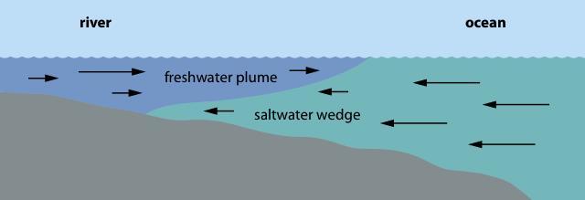 Freshwater life is adapted to water with a very low salt content. The parts of the river closest to the ocean will have a higher salinity level than the headwaters.