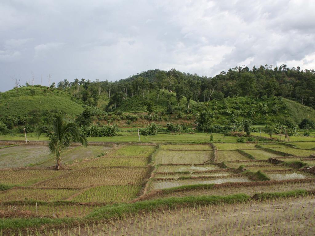Nan province, Thailand Ag intensification as response to food insecurity (drought, changing seasonality of rains, rat infestation) terracing, irrigated paddy fields Reduced pressure on forest areas