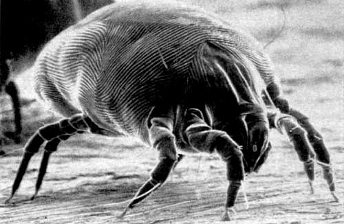 dust mite (not to scale): an indoor air