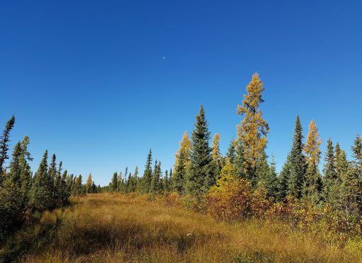 Management and Restoration of Wooded Peatland in Alberta Bin Xu
