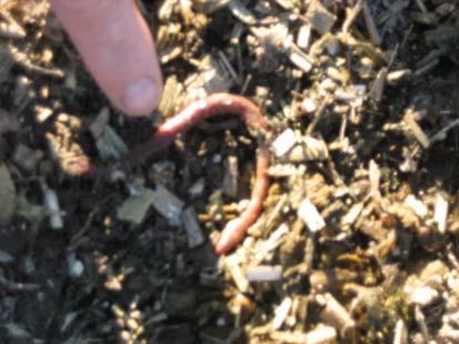 Biodiversity of Terwidlen Farms (cont) Soil life is greatly