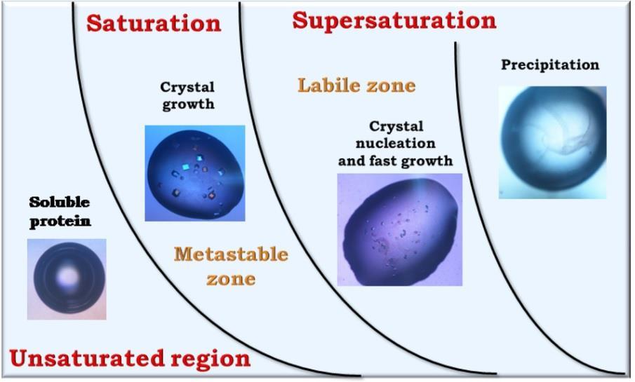 Protein concentration Crystal Growth