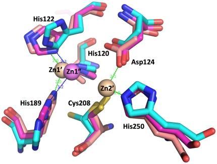 NZ218 inhibitor NDM1 Δ36 NY