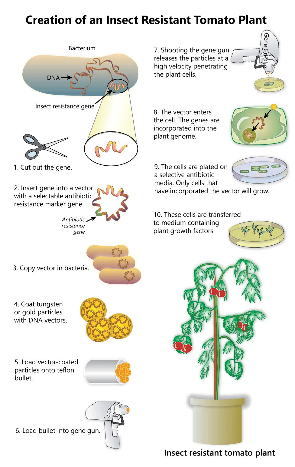 Transgenic Techniques Certain genetically modified organisms could also be