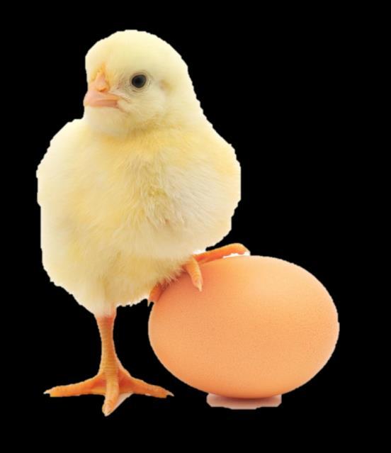 INFORMATION 18 POULTRY BREEDS AND SYSTEMS COMMERCIAL BREEDS GROWING SYSTEMS DESCRIPTION Lohmann, Isa Brown Free range Allowed access to outside range each day during most daylight hours.