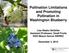 Pollination Limitations and Promoting Pollination in Washington Blueberry