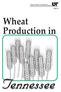 THE UNIVERSITY OF TENNESSEE AGRICULTURAL EXTENSION SERVICE PB576. Wheat Production in