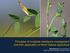 Principles of fungicide resistance management and their application to North Dakota agriculture