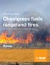 Cheatgrass fuels rangeland fires.