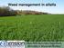 Weed management in alfalfa. Mark Renz Agronomy Department University of Wisconsin-Madison