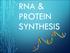 RNA & PROTEIN SYNTHESIS
