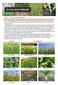 Cover Crop Considerations