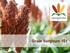 Grain Sorghum 101. Copyright 2015 Sorghum Partners All Rights Reserved