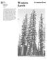 Western Larch. An American Wood. United States Department of Agriculture. Forest Service