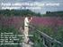 Purple Loosestrife (Lythrum salicaria) Management in Minnesota