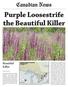 Purple Loosestrife the Beautiful Killer