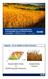 Barilla Experience Sustainable Diets & Sustainable Durum Wheat Farming Luca Ruini HSE&E Director Parma 6/6/2012