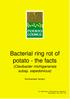 Bacterial ring rot of potato - the facts (Clavibacter michiganensis subsp. sepedonicus)