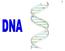 DNA stands for deoxyribose nucleic acid.