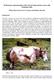 Performance characteristics of the Yak in Nepal and its crosses with Mountain cattle