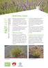 FACTSHEET. Buffel Grass Control. Buffel Grass Biology. Integrated Weed Management. Cenchrus pennisetiformis