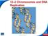 12 2 Chromosomes and DNA Replication