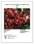 A PROFILE OF THE SOUTH AFRICAN LITCHI MARKET VALUE CHAIN