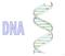 DNA stands for deoxyribose nucleic acid DNA is a very large molecule made up of a long chain of sub-units The sub-units are called nucleotides Each
