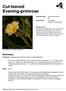 Cut-leaved Evening-primrose