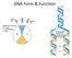 DNA: Structure & Replication